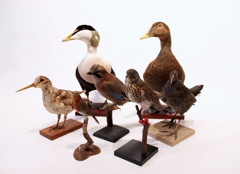 Different stuffed danish birds; mallard, eider, jay, woodcock, song thrush and 
robin.
5000m2 showroom.
