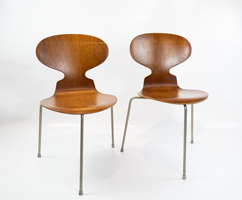 A pair of Ant, model 3101, in teak, designed by Arne Jacobsen in 1952 and 
manufactured by Fritz Hansen. 
5000m2 showroom.