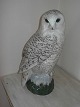 Dahl Jensen snowy owl Very speciel