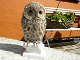 Owl from B&G in perfect condition. 
Height 27 cm. 
5000m2 showroom.